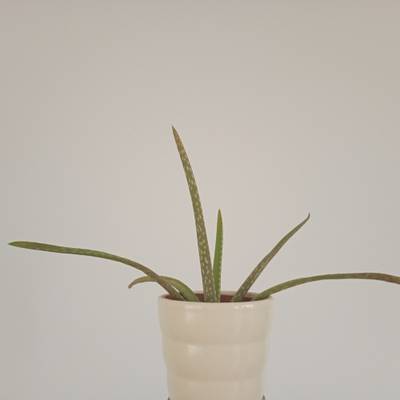 Aloe vera