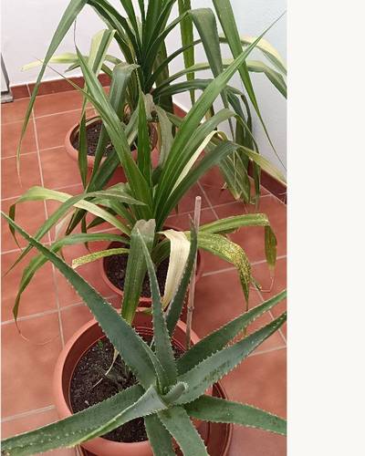 Os regalo estas tres plantas en maceta.